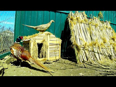 Видео: Отличный вольер для фазанов, разведение фазанов дома, мечта детства сбылась! ЧАСТЬ 3