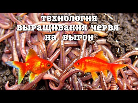 Видео: Как быстро вырастить калифорнийского червя!?