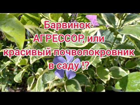Видео: Барвинок -агрессивный почвопокровник,или красивое растение в саду!? Барвинок вариегатный.