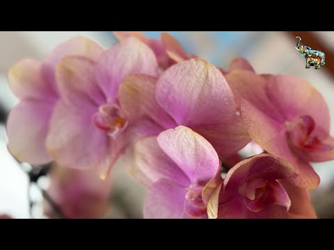 Видео: Новые ОРХОПОКУПКИ и не только 😜🌸🫶🏻 #phal #orchid #орхомания #уходзаорхидеями