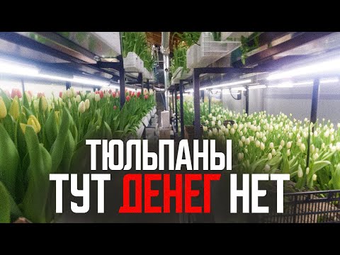 Видео: Тюльпаны: красиво, но бессмысленно