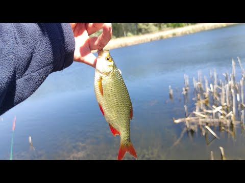 Видео: Риболовля 😁на поплавок 🎣нове місце💥 наловили риби🐟 попла попер розриває красно  пірка🎉