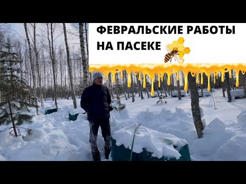 Видео: ФЕВРАЛЬСКИЕ РАБОТЫ ПА ПАСЕКЕ