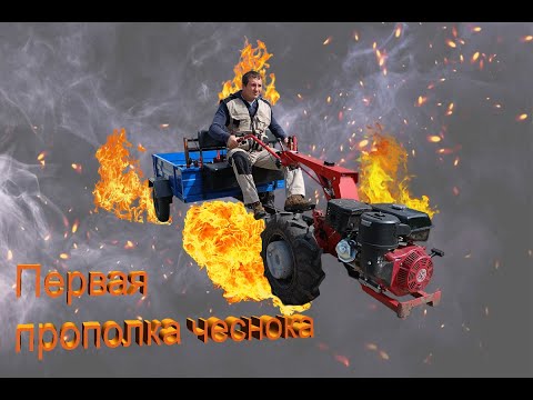 Видео: Первая прополка чеснока