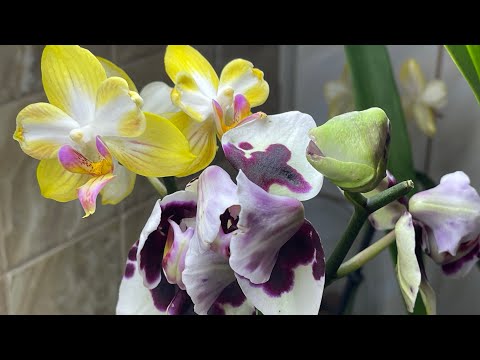 Видео: Видео для души. Что сейчас цветёт 🦋🦋🦋