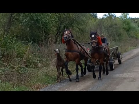 Видео: Проба коней 💣💯🐴⛓️ Коні Ваговози 🇺🇦👌👍🤝 Horssis in Ukreyn...❤️‍🔥💪🔥