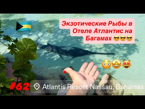 Видео: 🇧🇸#62 Потрясающие Рыбы. Аквариум в Отеле Атлантис на Багамах. 