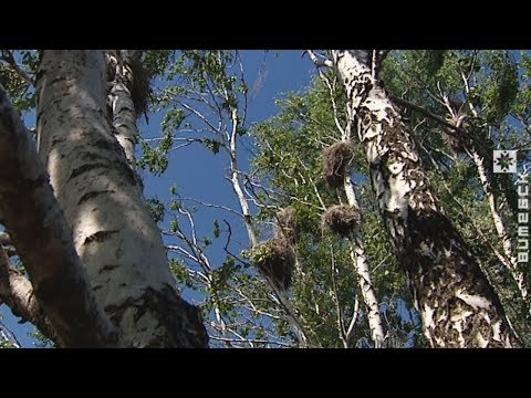 Видео: Бакланы истребляют рыбу в «Браславских озёрах» (29.05.2018)