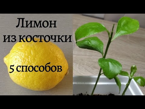 Видео: ЛИМОН из КОСТОЧКИ. 5 способов выращивания.