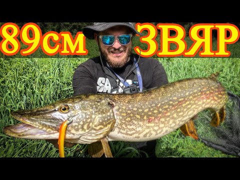 Видео: Риболов на щука на река. Трофеен улов в края на деня