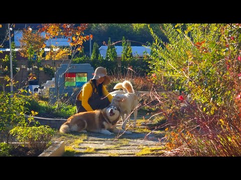 Видео: #109. Женщина лет сорока, поздней осенью, целебная жизнь в саду.