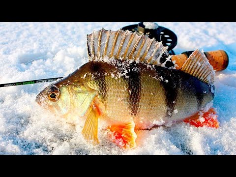 Видео: Не рыбалка, а полный ПРОВАЛ Озеро "КАК" Северо-Казахстанская область. Худшая рыбалка зимы 2021- 2022