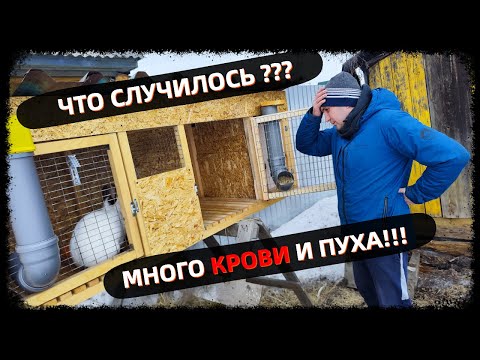 Видео: ЗАКРЫЛ ЕЁ В КЛЕТКЕ И УЕХАЛ. УЖАСНО МИЛОЕ ВИДЕО. Наш первый окрол.