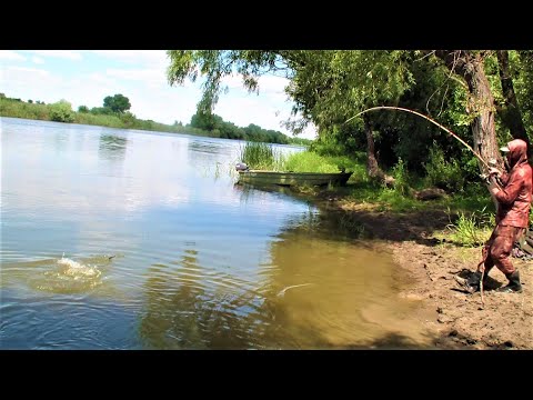 Видео: УДИЛИЩЕ ТРЕЩИТ - ФРИКЦИОН ВИЗЖИТ! Сазаны устроили доброе утро, караси добили на поплавок. Ночёвка.
