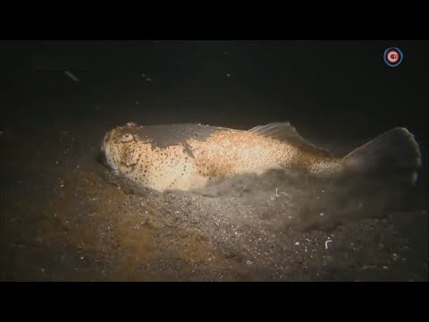 Видео: Какие обитатели Чёрного моря самые опасные?