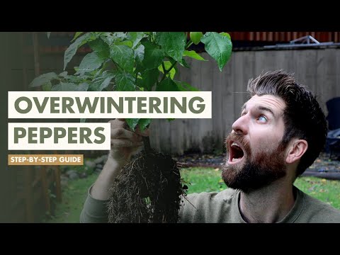 Видео: Как подготовить растения перца к зиме на следующий год!