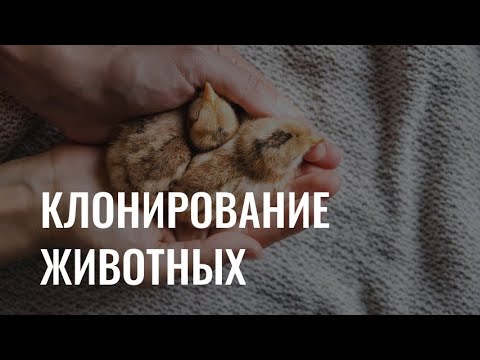 Видео: Этика и наука: почему клонирование животных вызывает споры?