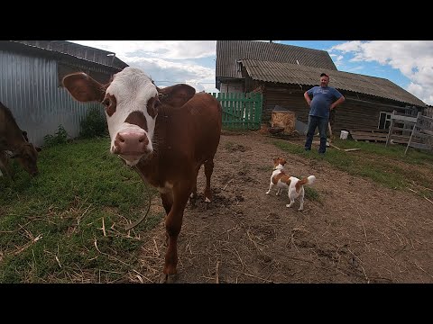 Видео: КАК ЖИВЕМ В ДЕРЕВНЕ, СЕЛЬСКОЕ ХОЗЯЙСТВО, ОБЗОР МОЛОДОЙ ФЕРМЫ 2023