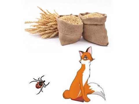 Видео: Түлкү менен кене  .Кичинекей акылман.Кенжеева Аида Алымбековеа