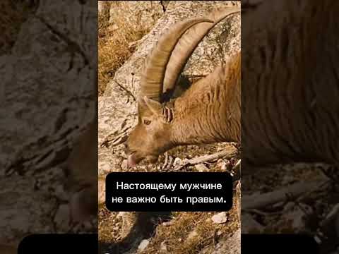 Видео: Настоящий мужчина по мнению женщин.