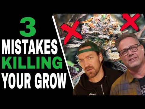 Видео: Новички ВСЕГДА всё портят — не будьте одним из них