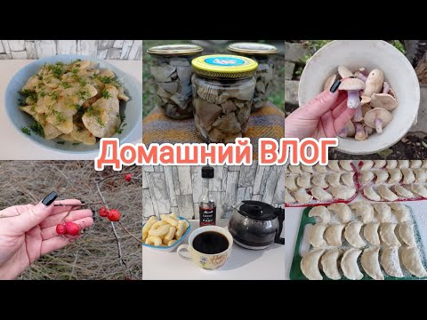 Видео: Домашний ВЛОГ. День огородника и грибника 😉