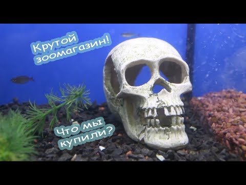 Видео: Животные в ХОРОШЕМ зоомагазине. Наши покупки