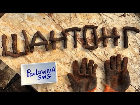 Видео: Корневые черенки Павловнии