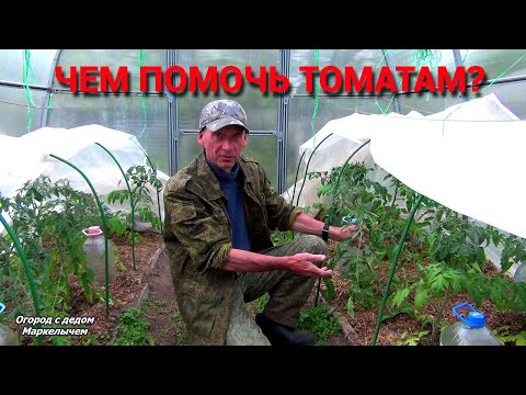 Видео: ТОМАТЫ ПОСЛЕ ХОЛОДОВ. ЧЕМ ИМ ПОМОЧЬ? ЧТО НУЖНО СДЕЛАТЬ.