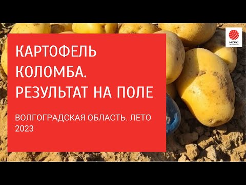 Видео: Картофель сорта Коломба. Урожай 2023 года