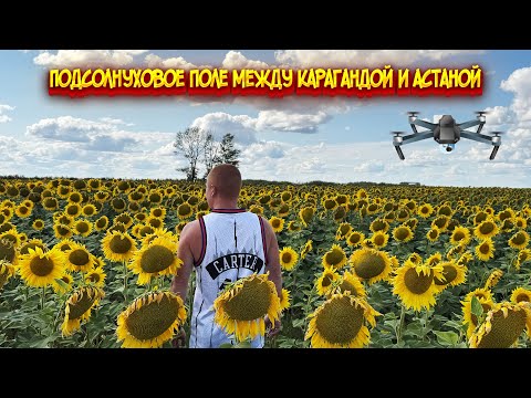 Видео: Подсолнуховое поле между Карагандой и Астаной