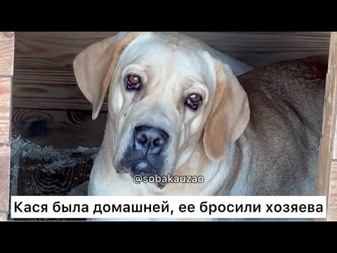 Видео: Домашняя Кася попала в приют «Щербинка». Проект Собака Юзао