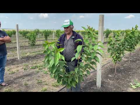 Видео: Мастер-класс: Как посадить черешневый и яблоневый сад с нуля!