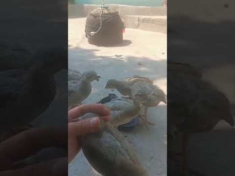 Видео: Чучахои фуруши 001770438
