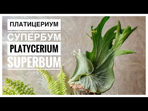 Видео: Папоротник Платицериум Супербум (Platycerium superbum) 04.05.2023г.