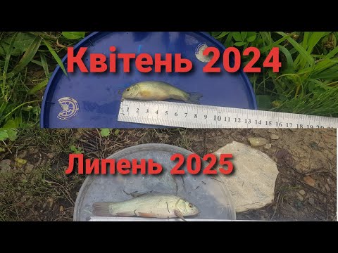 Видео: Як підріс зарибок лина за рік