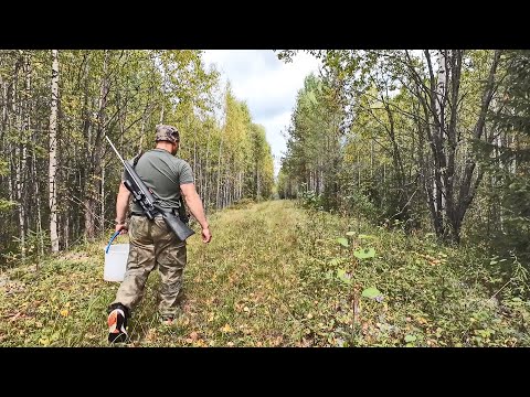 Видео: ГРИБНИК НАШЕЛ НЕ ТРОНУТЫЙ ЛЕС, ПОЛНЫЙ ГРИБОВ ГРУЗДЕЙ И ЯГОД. СБОР ДАРОВ ПРИРОДЫ ОСЕНЬЮ.