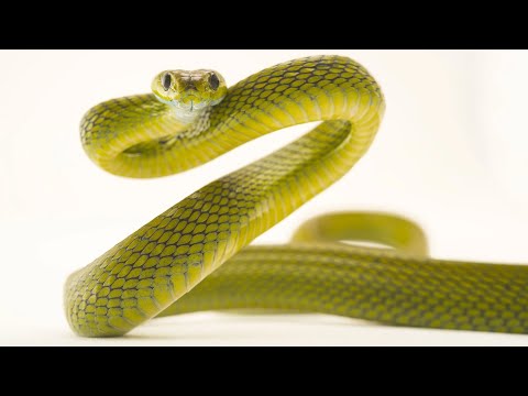 Видео: 194)УДАР*змейка*SNAKE