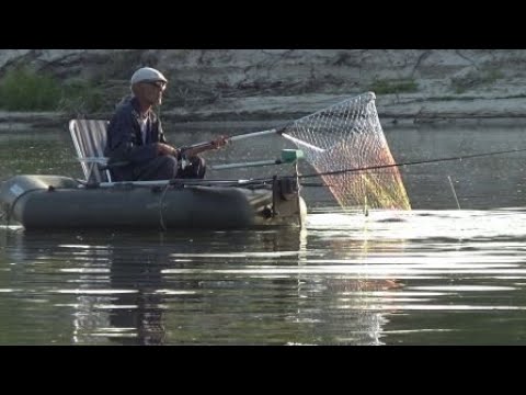 Видео: Хороший клев Сазана .Утренняя рыбалка . Река Дон 12 июля .