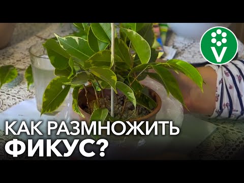 Видео: КАК ЛЕГКО И БЫСТРО РАЗМНОЖИТЬ ФИКУС? Простой способ черенкования фикуса в домашних условиях