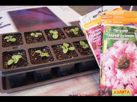 Видео: ПИКИРУЕМ ПЕТУНИЮ  как ухаживать  после пикировки! ЧАСТЬ 3.