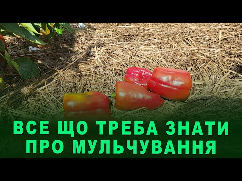 Видео: Мульчування ґрунту. Все що потрібно знати про мульчу. Правила мульчування. Чим мульчувати город