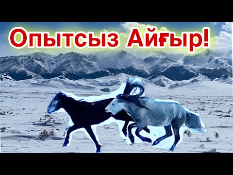 Видео: АУЫЗДАНБАҒАН АЙҒЫР! Айғырға шөп салған биелер!