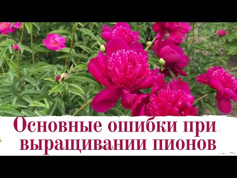 Видео: Основные ошибки при выращивании пионов