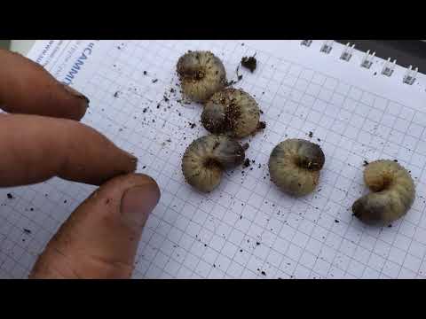 Видео: ГОЛУБИКА . Личинки Майского жука и Бронзовки . Отличия между ними...