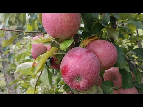Видео: Яблуня Фуджі Ацтек. Apple Fudji Aztek. Чудовий зимовий сорт!