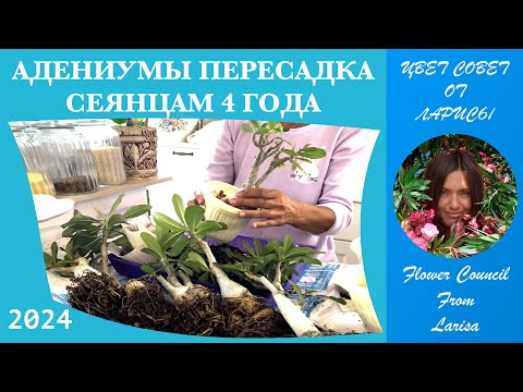 Видео: АДЕНИУМ ПЕРЕСАДКА И ОБРЕЗКА | СЕЯНЦАМ УЖЕ 4 ГОДА