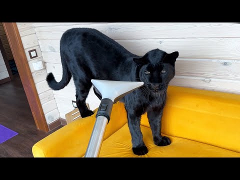 Видео: Пантера Луна проказница 🙈