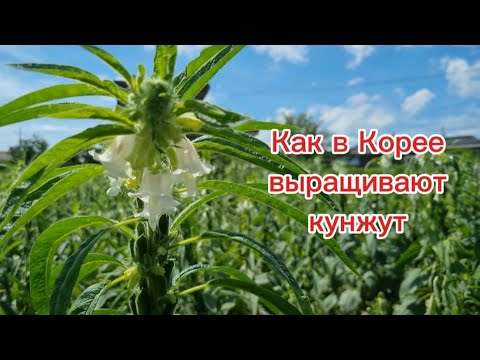 Видео: Как в Корее выращивают кунжут #жизньвюжнойкорее #жизньвдеревне #кунжут