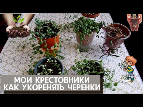 Видео: Комнатные растения суккуленты-крестовники . Укоренение черенков в воде на примере  сенецио Дельфин